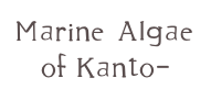 Marine Algae 
of Kanto-