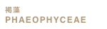 褐藻 
PHAEOPHYCEAE
